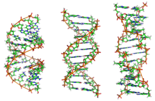 from Wikipedia / http://en.wikipedia.org/wiki/File:A-DNA,_B-DNA_and_Z-DNA.png